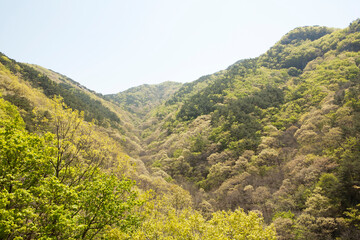 Canvas Print - fresh green mountain scenery of April