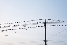 Crows On The Wires