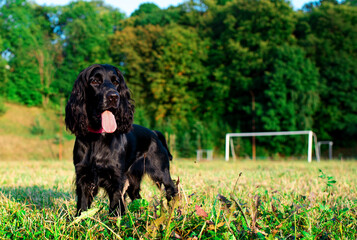 Sticker - A black English cocker spaniel dog turned its head to the side. The dog looks straight ahead and shows its tongue. Walking the dog. The photo is blurred.