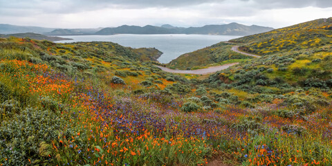 Canvas Print - View of colorful wildflowers, Golden poppies at Diamond Valley Lake, California