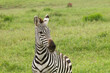Zebra on the plains of  Tanzania Africa