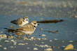 The snowy plover one of the smallest plovers.