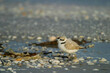 The snowy plover, one of the smallest plovers.