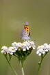 American Copper butterfly on clover
