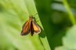 least skipper Butterfly on grass
