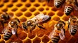 communication honeybee bee farm