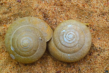 shell on the sand