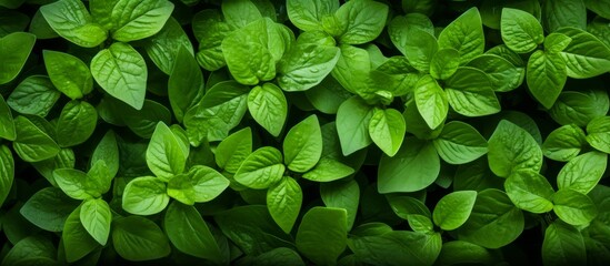 Wall Mural - Green leaves on a plant seen up close, showcasing their vibrant color and natural patterns in detail