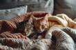 Zwei süße Katzen kuscheln zusammen auf dem Sofa 