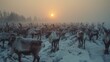 A reindeer facing food scarcity as warming temperatures lead to the depletion of their traditional grazing grounds