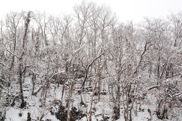 Wall Mural - snow on the branches