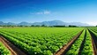 agriculture vegetable crop farm