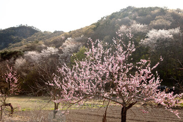 Wall Mural - peach blossom in bloom