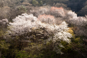 Sticker - cherry blossoms mountain