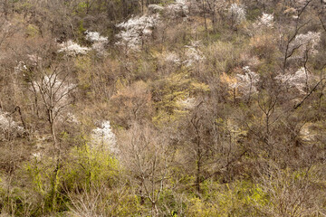 Sticker - cherry blossoms mountain