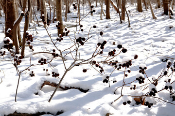 Sticker - a snowy forest