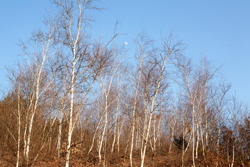 Sticker - a grove of birch trees