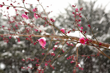 Sticker - apricot flower in the snow