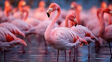 Flock Pink Ocean