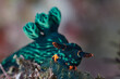 Nembrotha kubaryana sea slug nudibranch