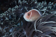 Amphiprion perideraion Pink skunk clownfish or pink anemonefish