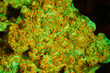 Sea coral fuorescent phenomenon with fluorescent light	
