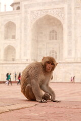 Wall Mural - monkey taj mahal india