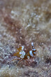 Thor amboinensis squat shrimp macro portrait