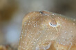 Sepiola cuttlefish cutties marine mollusc macro portrait