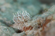 Phyllodesmium briareum sea slug nudibranch