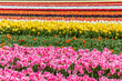 Rows of vibrant tulips in the field