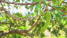 Carob Tree Branch With Green Fresh Raw Seed Pods Hanging On Farm At Ikaria Island, Greece Longevity Blue Zone Macro Closeup