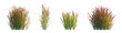 Imperata Cylindrica Rubra (Japanese Blood Grass, Red Baron) set isolated frontal png perfectly cutout high resolution 