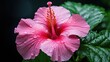 hibiscus floral pink