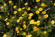 Blooming Yellow Wildflowers Field