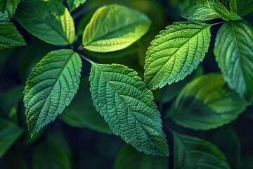 Green Macro leaves background, vintage tone