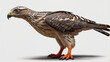 goshawk bird on transaprent background