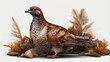 grouse  bird on transaprent background