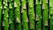vibrant vegetable asparagus green