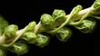 food brussels sprouts stalk