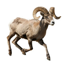 Wall Mural - bighorn sheep in motion isolated white background