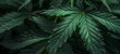 The Green Canopy A Close-up View of Cannabis Leaves Generative AI