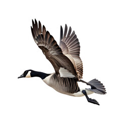 Wall Mural - canada goose in motion isolated white background