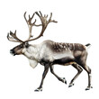 caribou in motion isolated white background