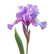 Purple flower with green leaves on a Transparent Background