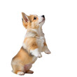 A small dog standing on hind legs