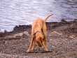 Hungarian Vizsla Dog with large branch at the beach by thew water