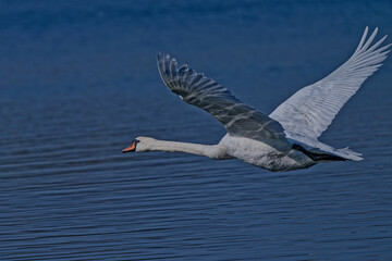 Sticker - cygne tuberculé - cygnus olor
