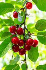 Wall Mural - Branch of ripe red cherries on a tree in a garden