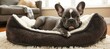 Chic french bulldog puppy relaxing in a comfortable bed   fashionable canine companion